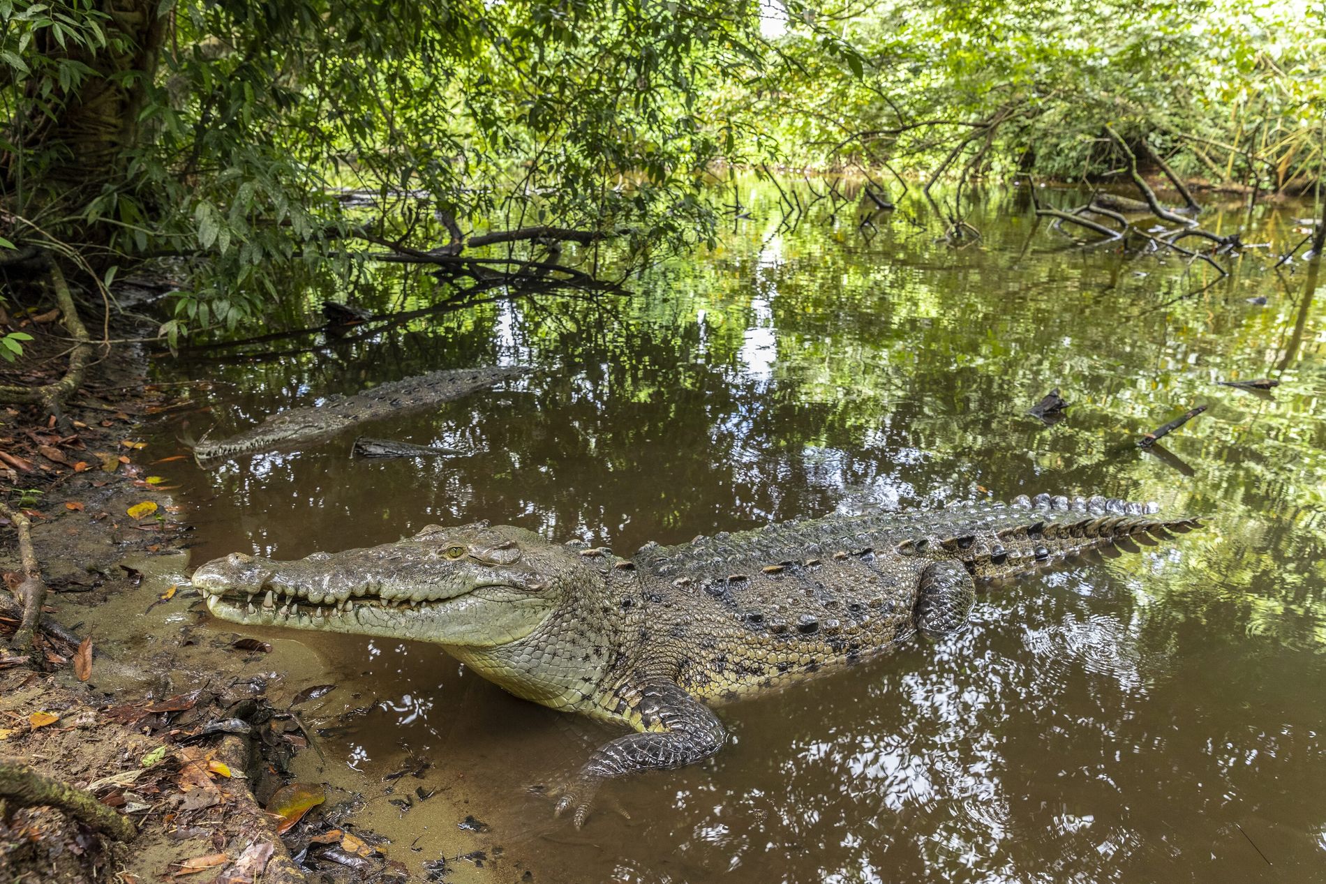 Nuevo ataque de cocodrilo cobra la vida de otro nicaragüense en Costa Rica