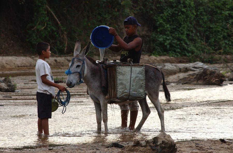 Burros en riesgo de extinción por su uso para encontrar la fórmula de juventud