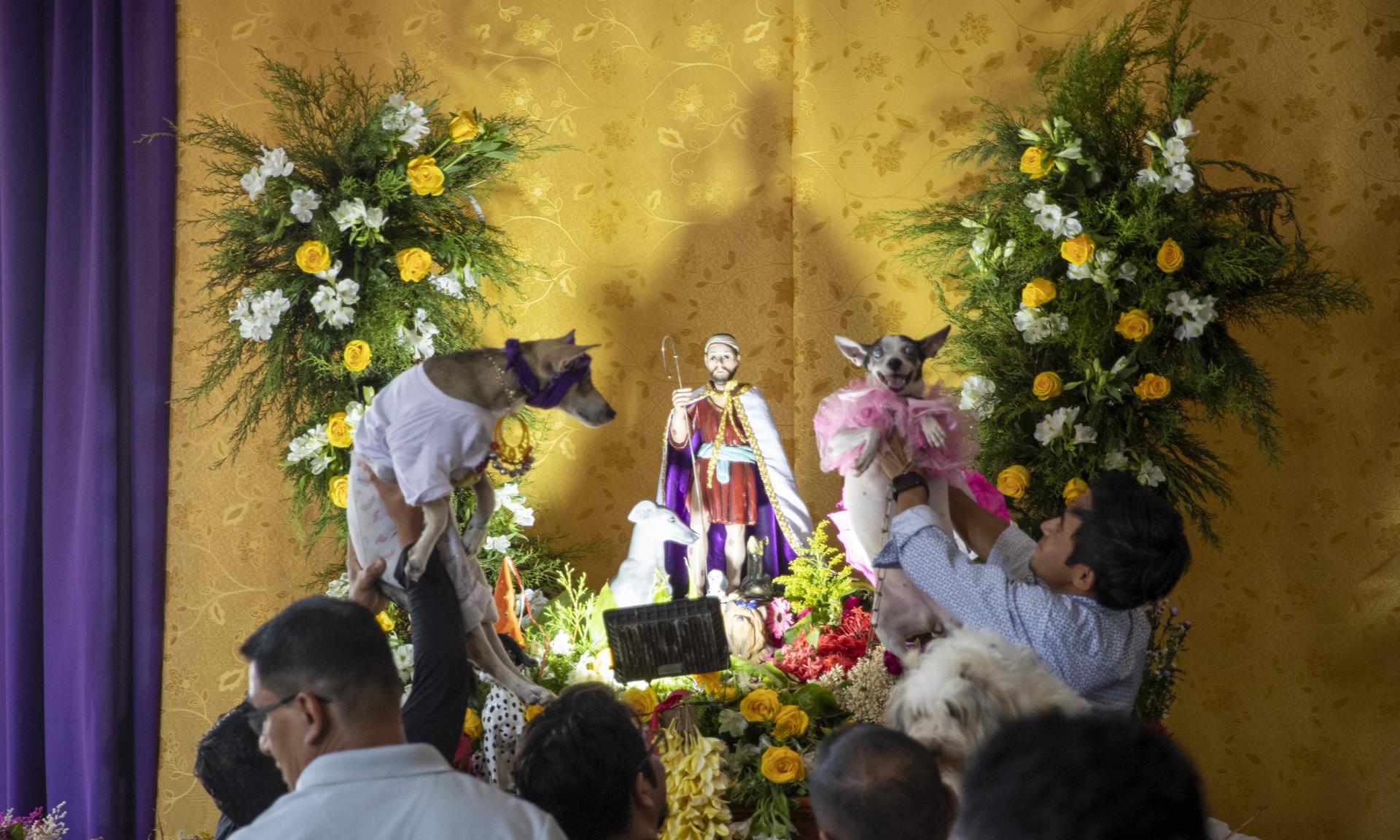 Perros disfrazados son bendecidos por San Lázaro en Masaya