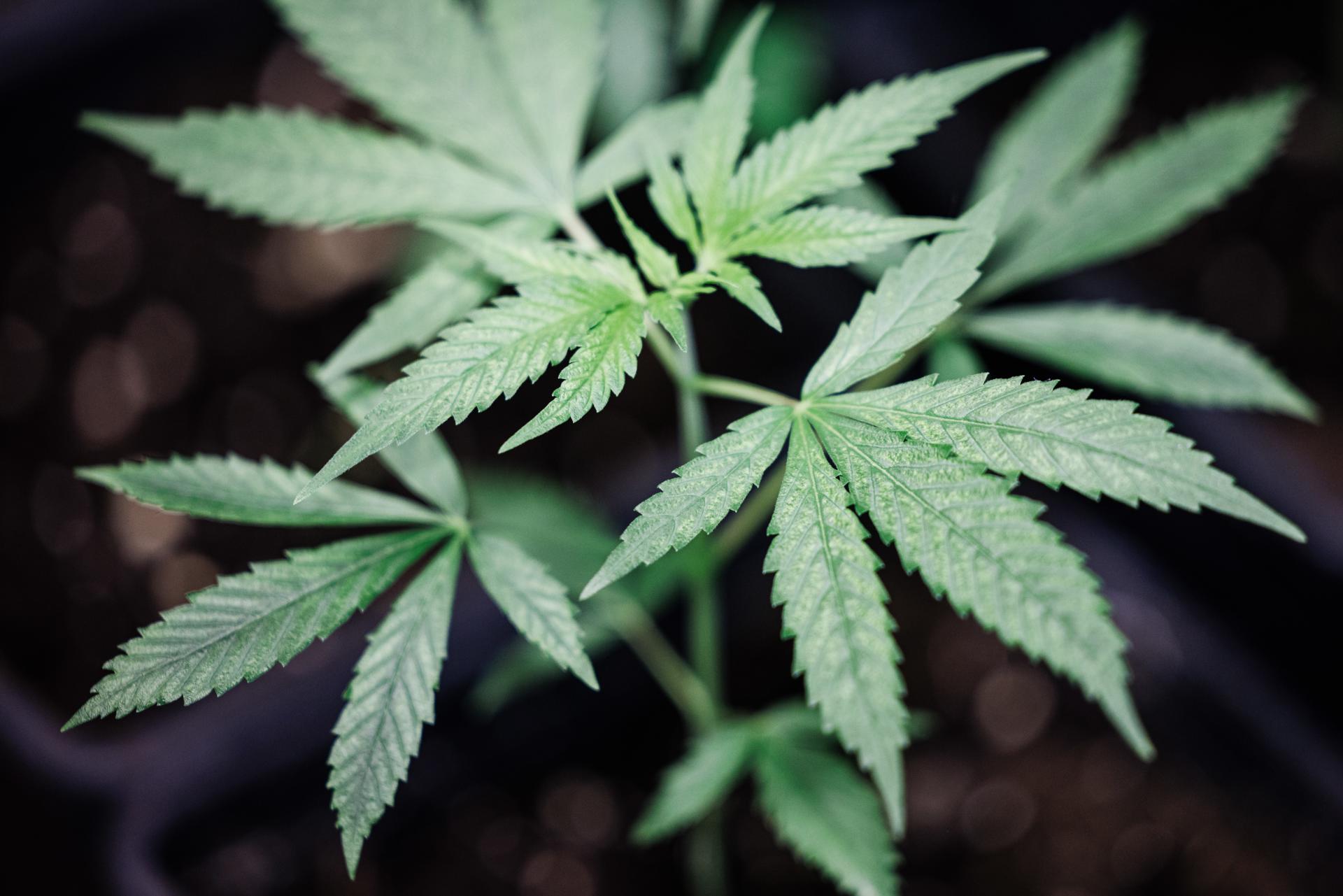 La cámara alta alemana aprueba la legalización parcial del cannabis