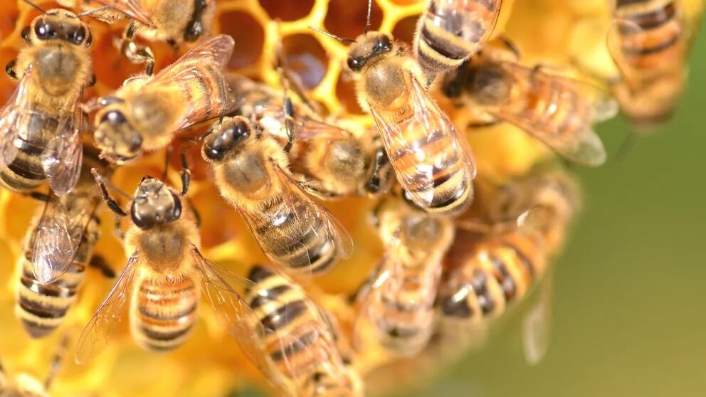 Un hombre fallece tras ser atacado por abejas africanizadas en Mulukukú