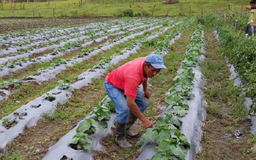 Crisis del coronavirus amenaza con asfixiar al sector agropecuario