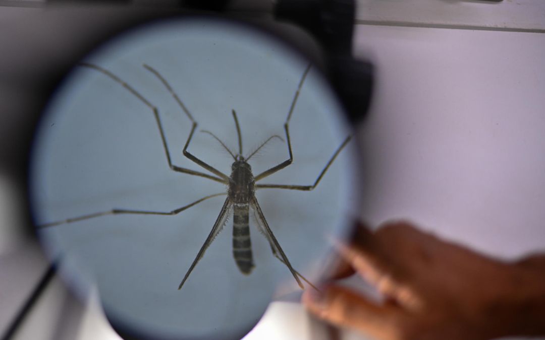 Honduras suma 38 muertes por dengue y más de 18.000 casos sospechosos en lo que va de 2024
