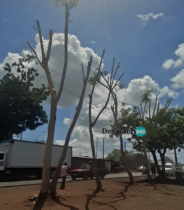 Vendedores de eucalipto en Nicaragua bajo amenaza de cárcel