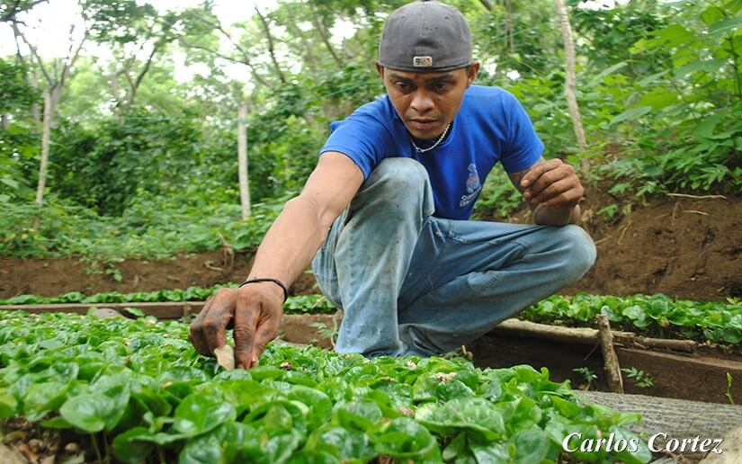 Productores luchan por sacar adelante ciclo agrícola