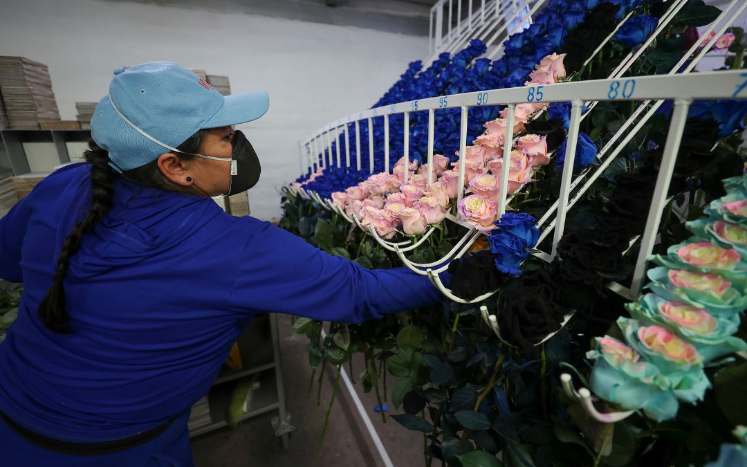 Ecuador innova con rosas multicolores y con destellos para conquistar a los jóvenes