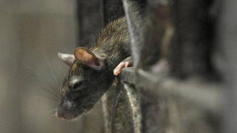 Ratas en la morgue del Hospital Asunción de Juigalpa muerden cadáveres almacenados