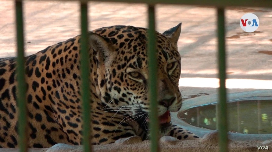 «No nos abandonen”: El Zoológico nacional clama por ayuda para soportar la    pandemia del Covid-19