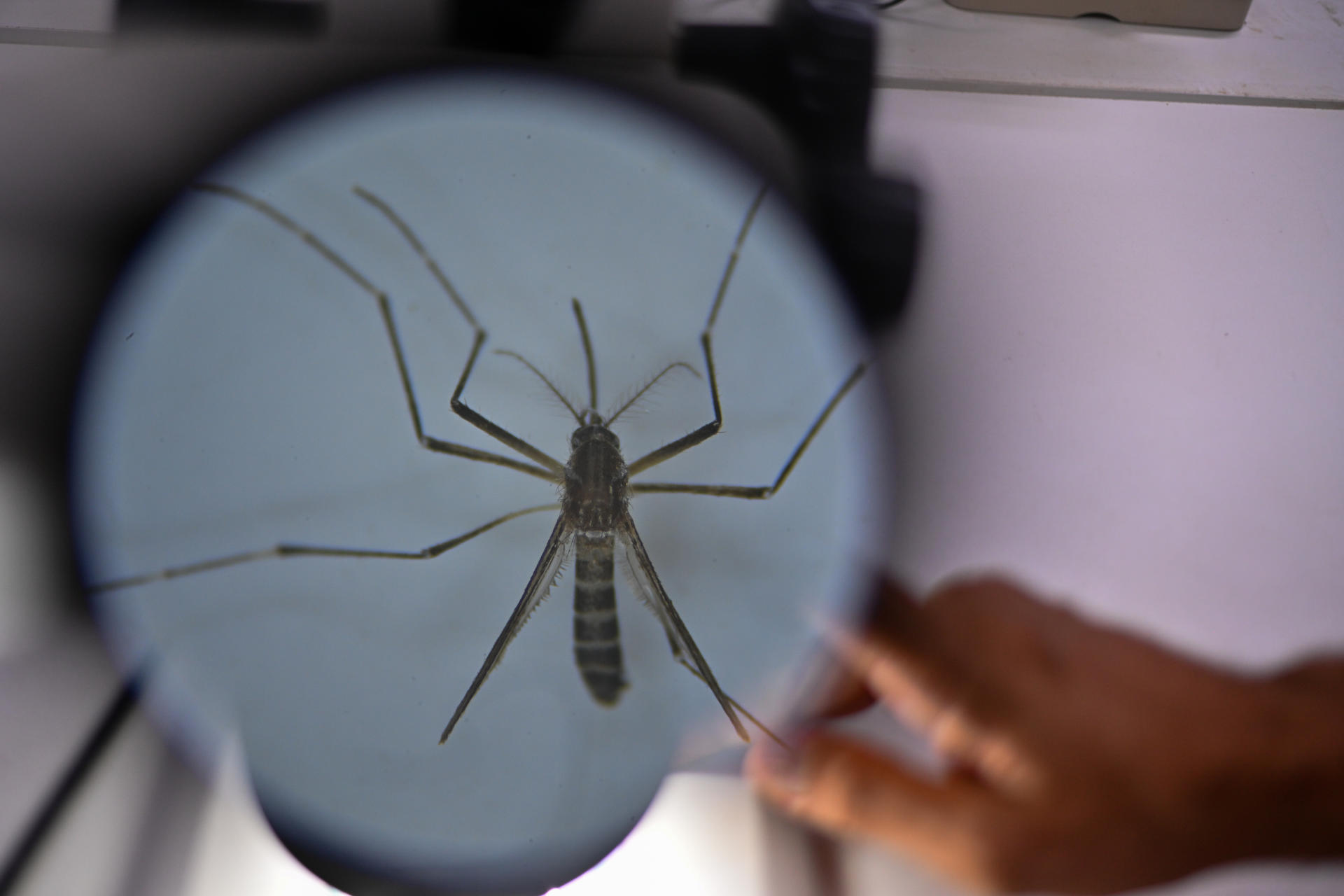 Los casos de dengue incrementan un 32% en la última semana y se acumulan casi 47.000 en el año
