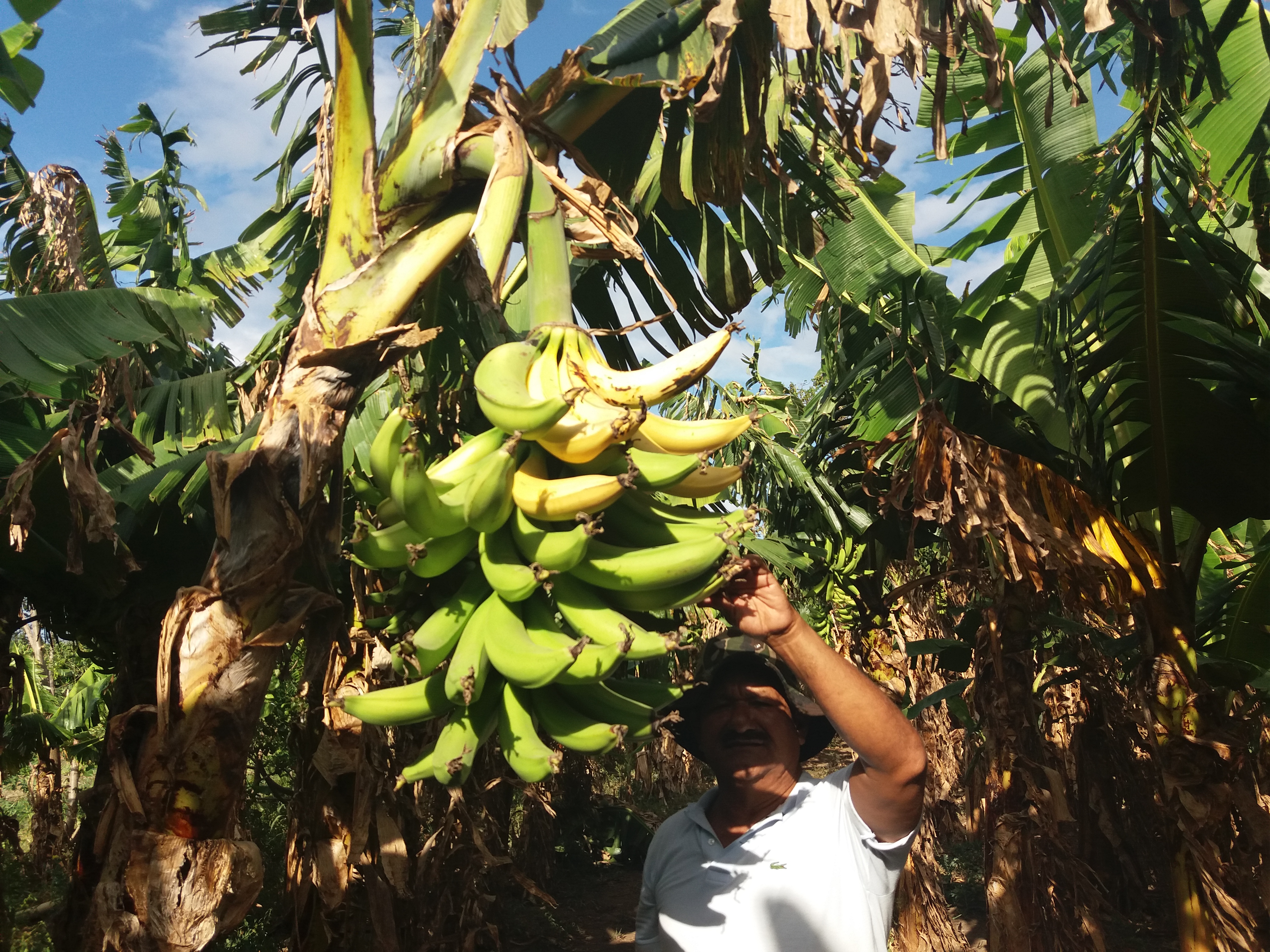 Robos en plantaciones de plátano aumentan como «peste», productores de Rivas urgen frenar ola delincuencial