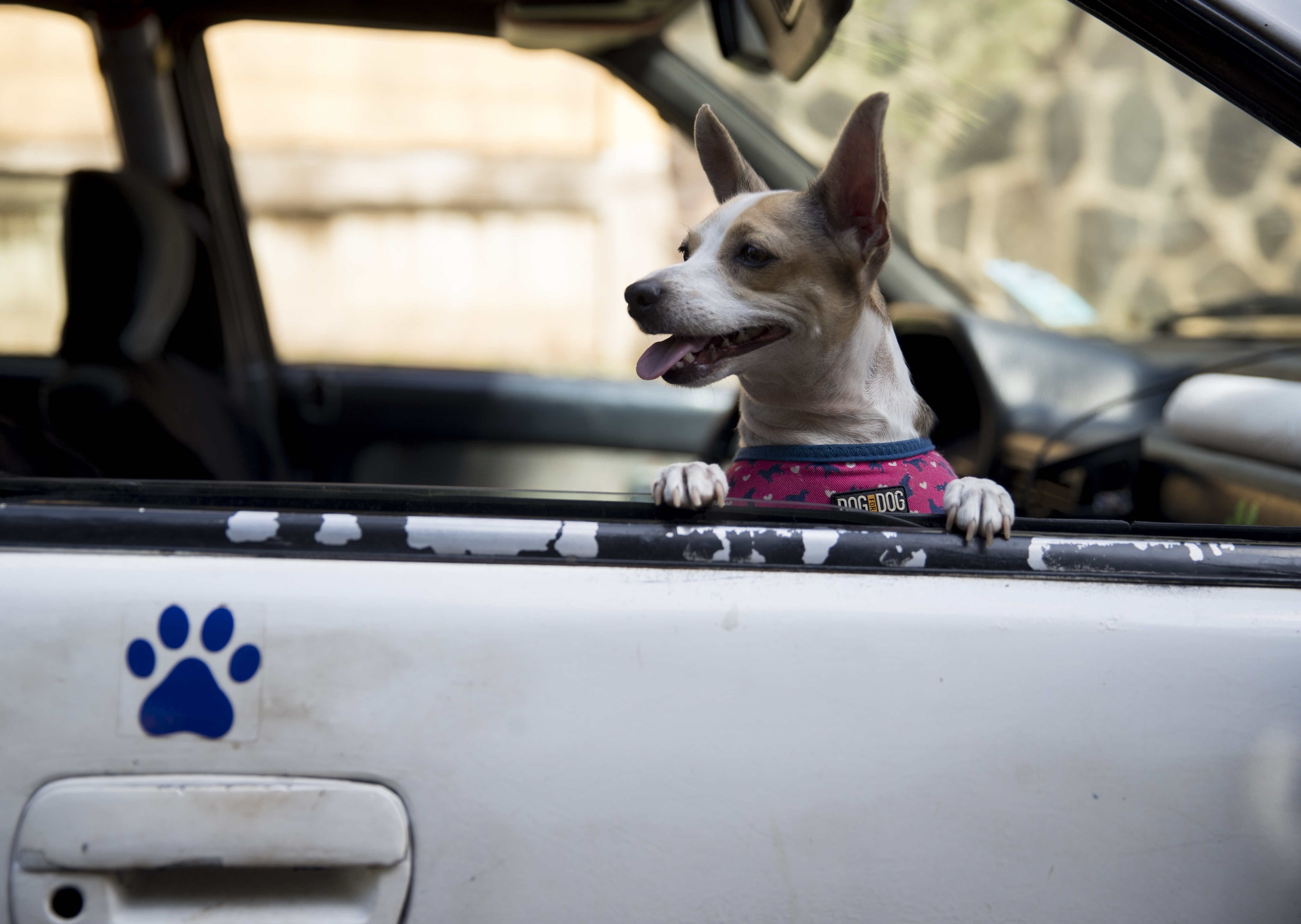 «Pelutaxi Peluditos», el proyecto que rescata animales en riesgo en Managua