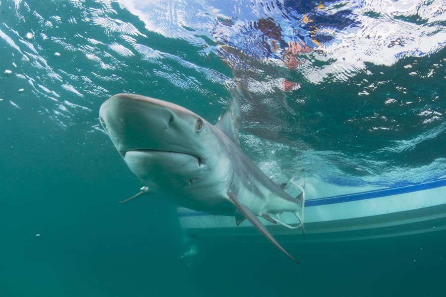 Tiburones pueden ser víctimas masivas del Covid-19