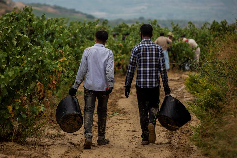 España dará residencia y permiso laboral a migrantes que trabajaron en el campo durante la pandemia
