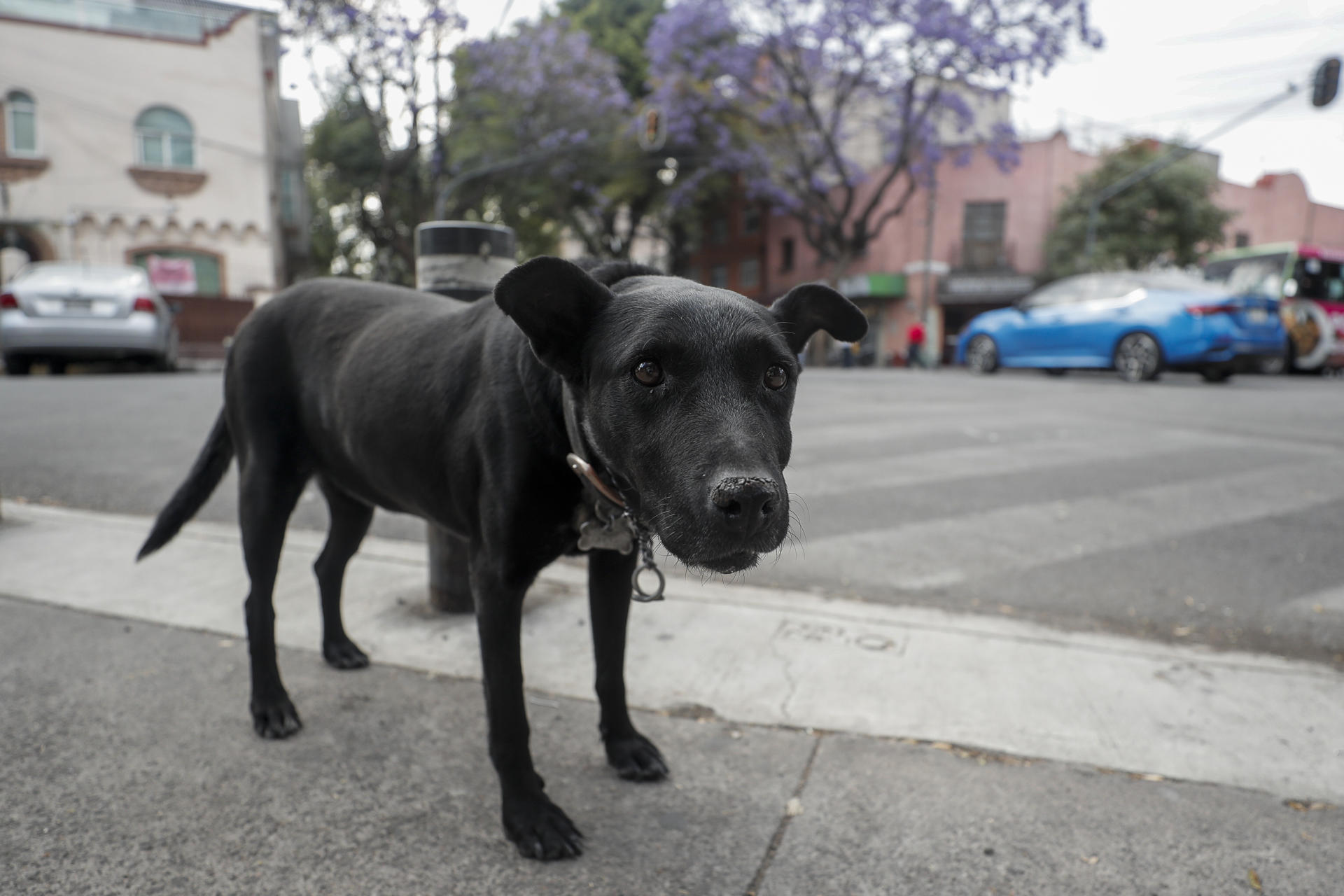 Polémica en México por el sacrificio de más de 10.000 perros entre críticas a su legalidad