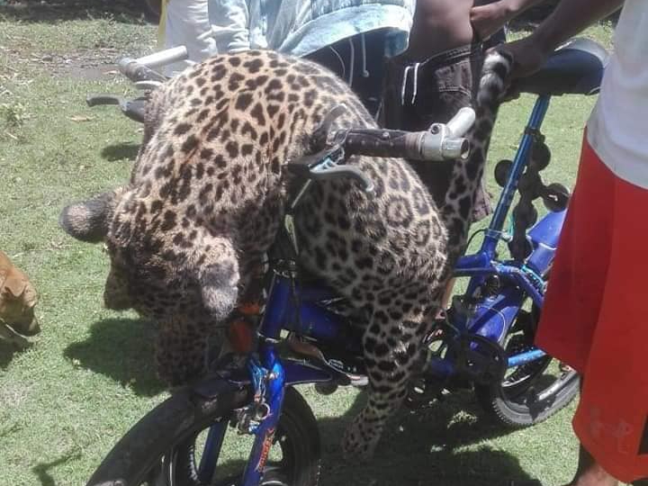 Crueldad animal en Puerto Cabezas: matan a golpes a un jaguar en peligro de extinción