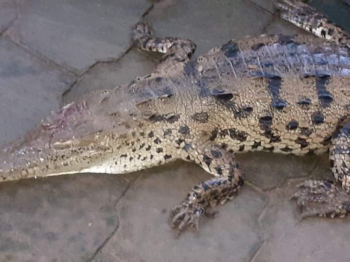 Matan a un lagarto dejándole caer una piedra en la cabeza en San Juan del Sur