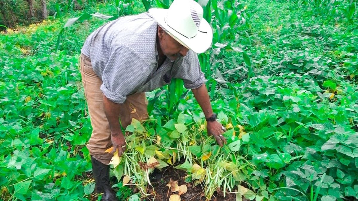 Huracán Eta dejará daños en la producción agropecuaria