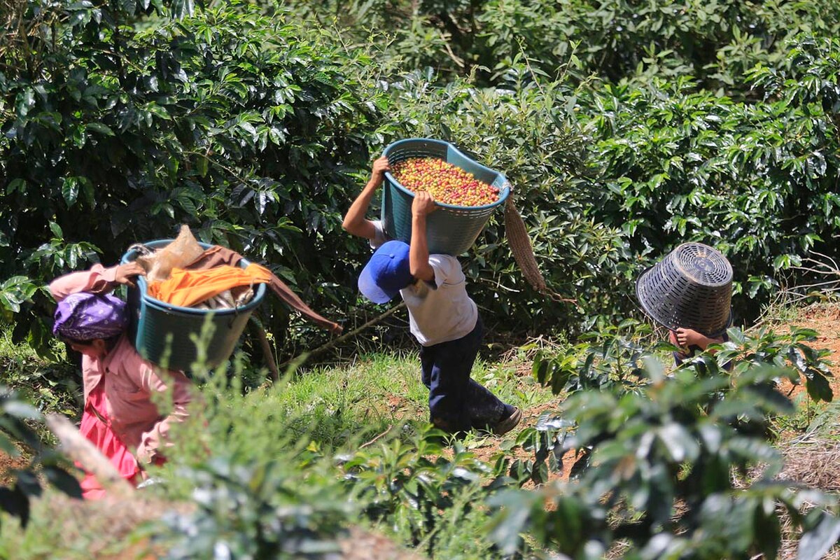 Escasez de mano de obra para actividades agrícolas lleva a Costa Rica a regular migración nicaragüense