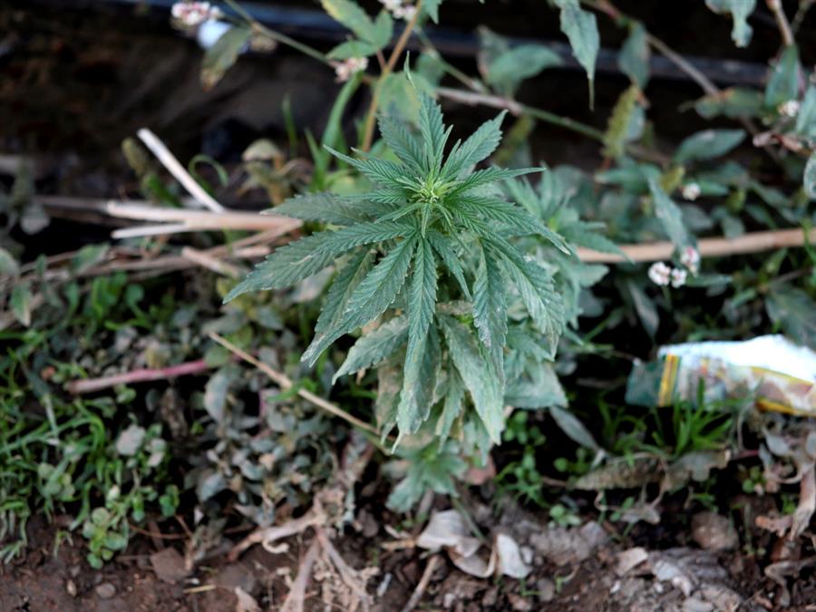 Legalización del cannabis medicinal avanza en Costa Rica