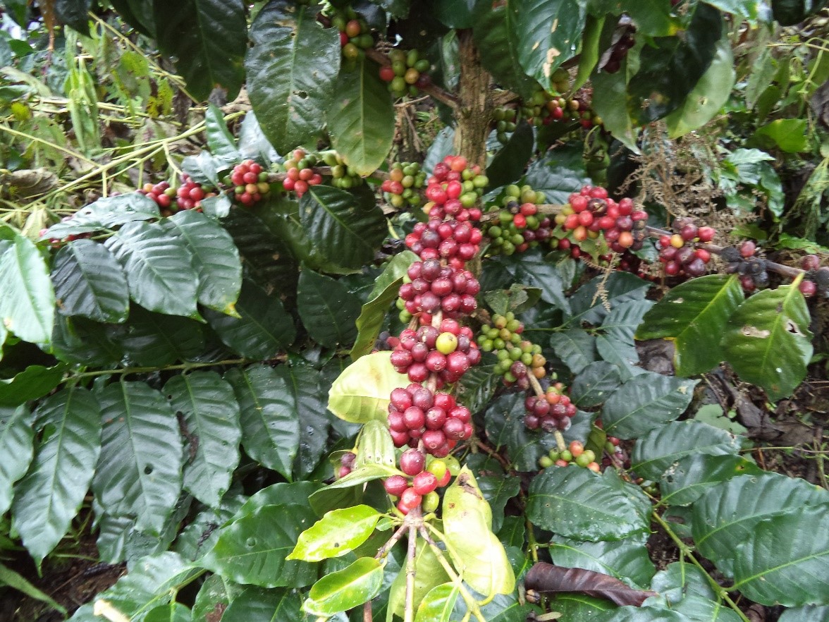 Iota y Eta causan graves daños a cosecha cafetalera de pequeños productores