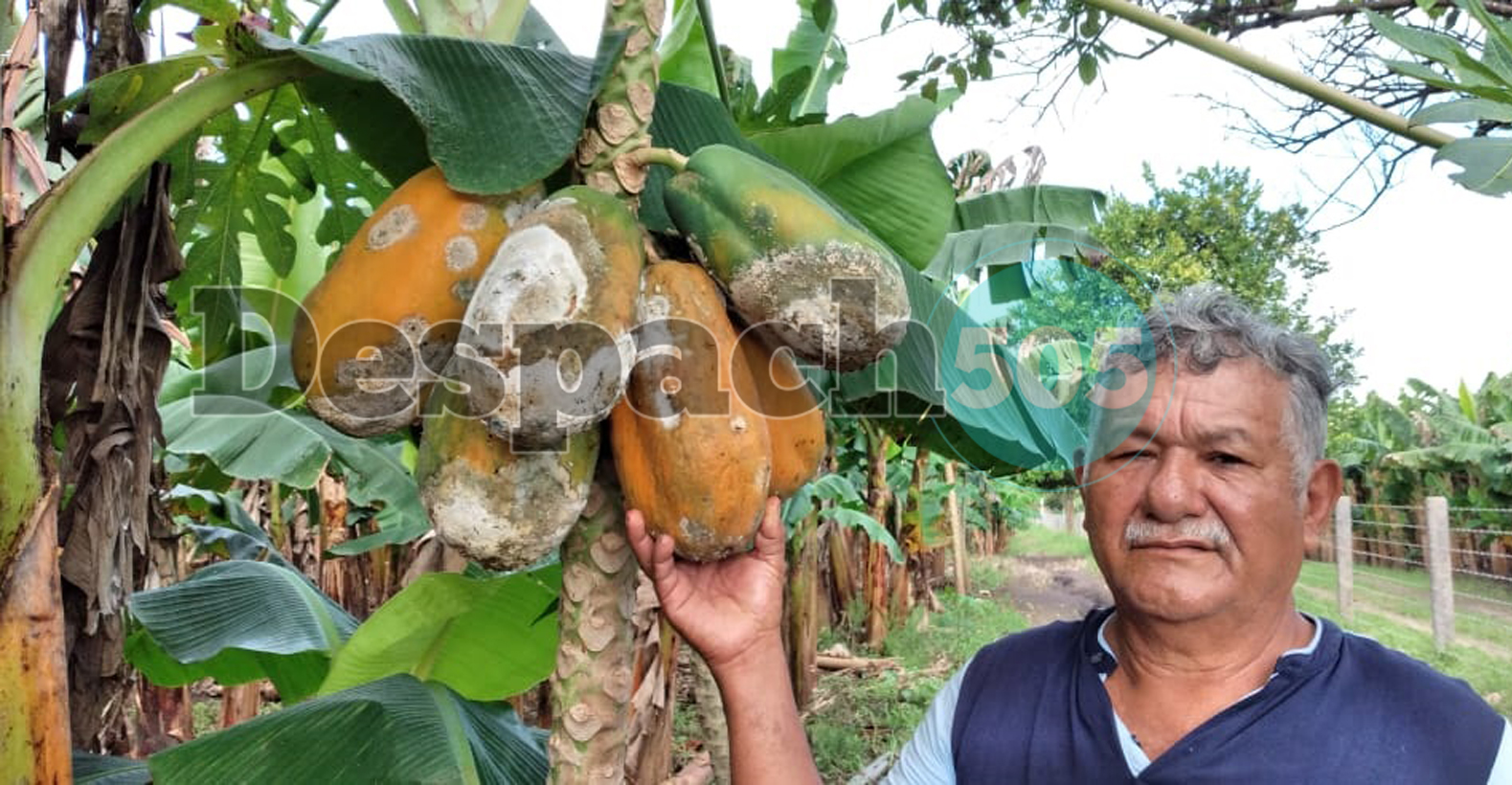 Pérdidas millonarias en cultivos de papaya en Rivas