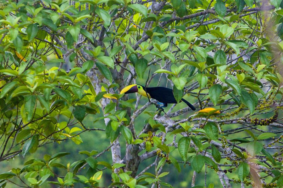 Animales de Indio Maíz en stickers de WhatsApp para hacer conciencia sobre los bosques de Nicaragua