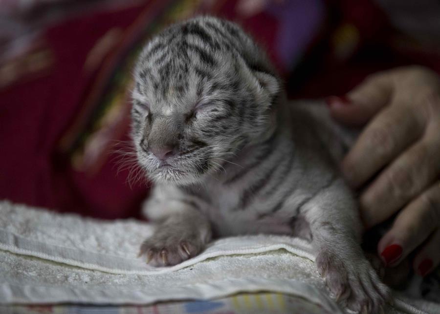 Nace tigre blanco de bengala en el Zoológico Nacional de Nicaragua