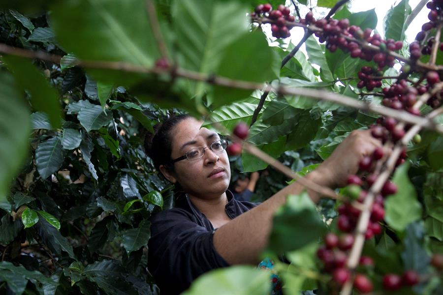 Honduras busca 350 mil trabajadores para recoger café