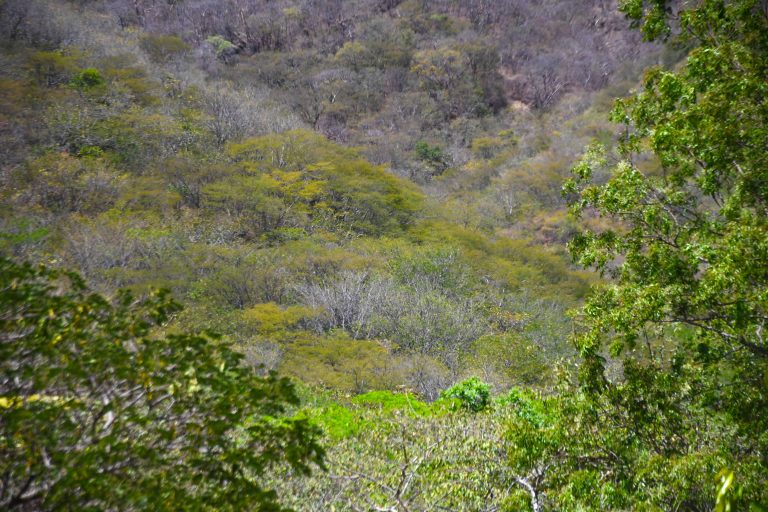 Ortega levanta veda forestal, ¿vía libre para saquear los bosques?