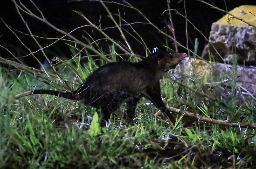 Los coyotes salen de su hábitat hacia zonas urbanas en Costa Rica