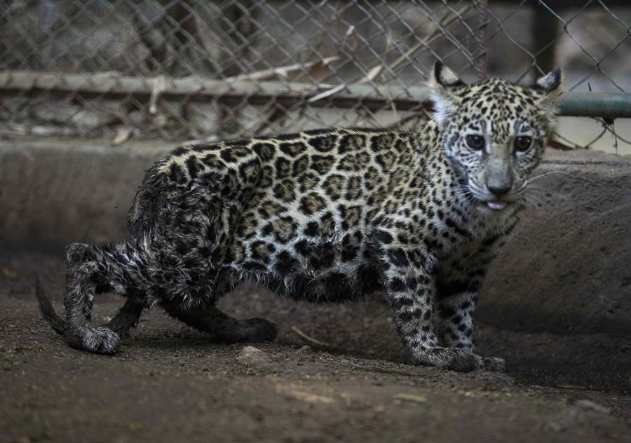 Rescatan a dos crías de jaguar que eran ofrecidas en US$400 en el Caribe Norte