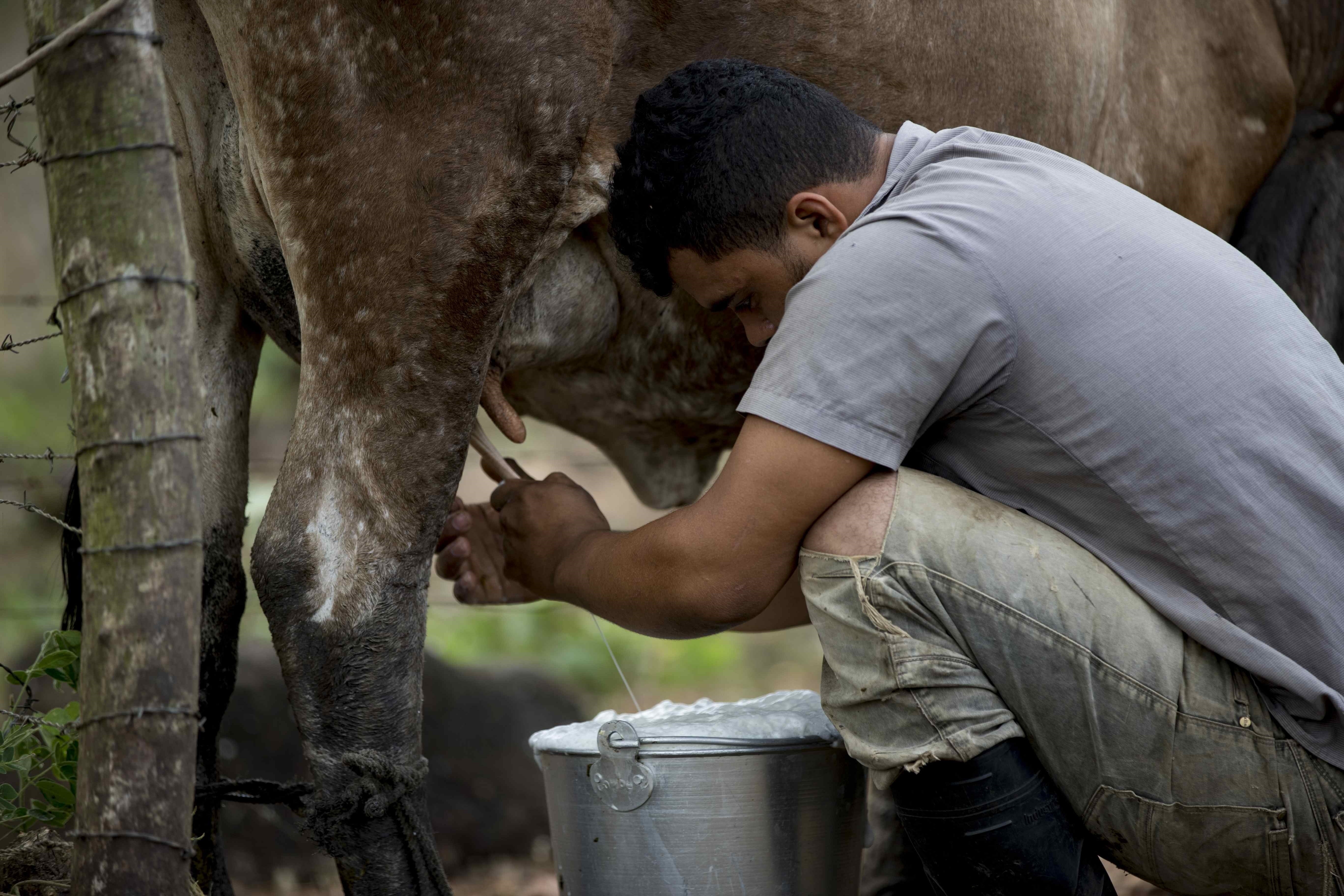 Nicaragua apuesta por la trazabilidad bovina para conquistar Estados Unidos