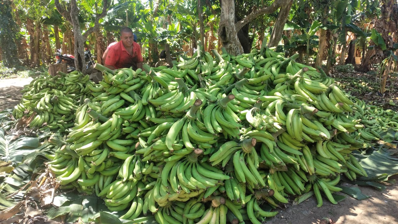 Productores de plátano de Rivas no se recuperan del daño causado por Eta e Iota