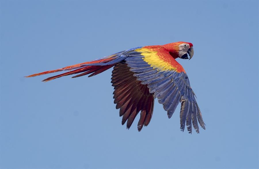 Liberación de animales en Nicaragua: lapas, tapires, zarigüeyas, zorros, tortugas, conejos vuelven a la naturaleza