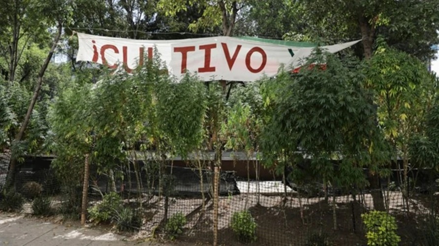 México cada vez más cerca de legalizar el uso recreativo de la marihuana