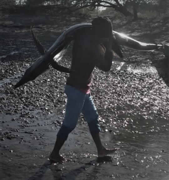 Pez vela sacado a hombros: Denuncian captura de especies protegidas en el Pacífico