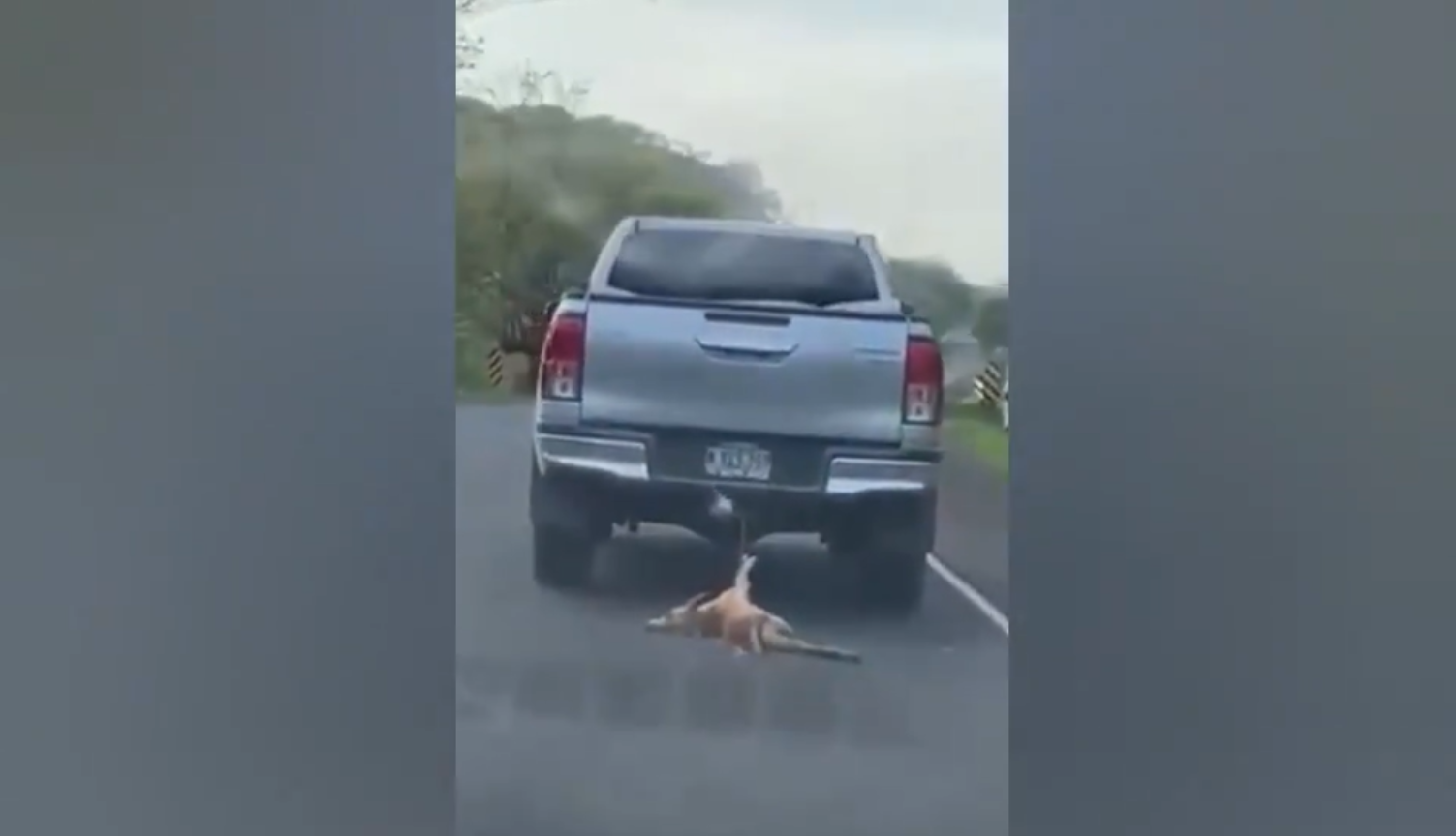 200 días multa o 20 días de trabajo comunitario será el castigo a conductor que arrastró a un perro atado a su camioneta