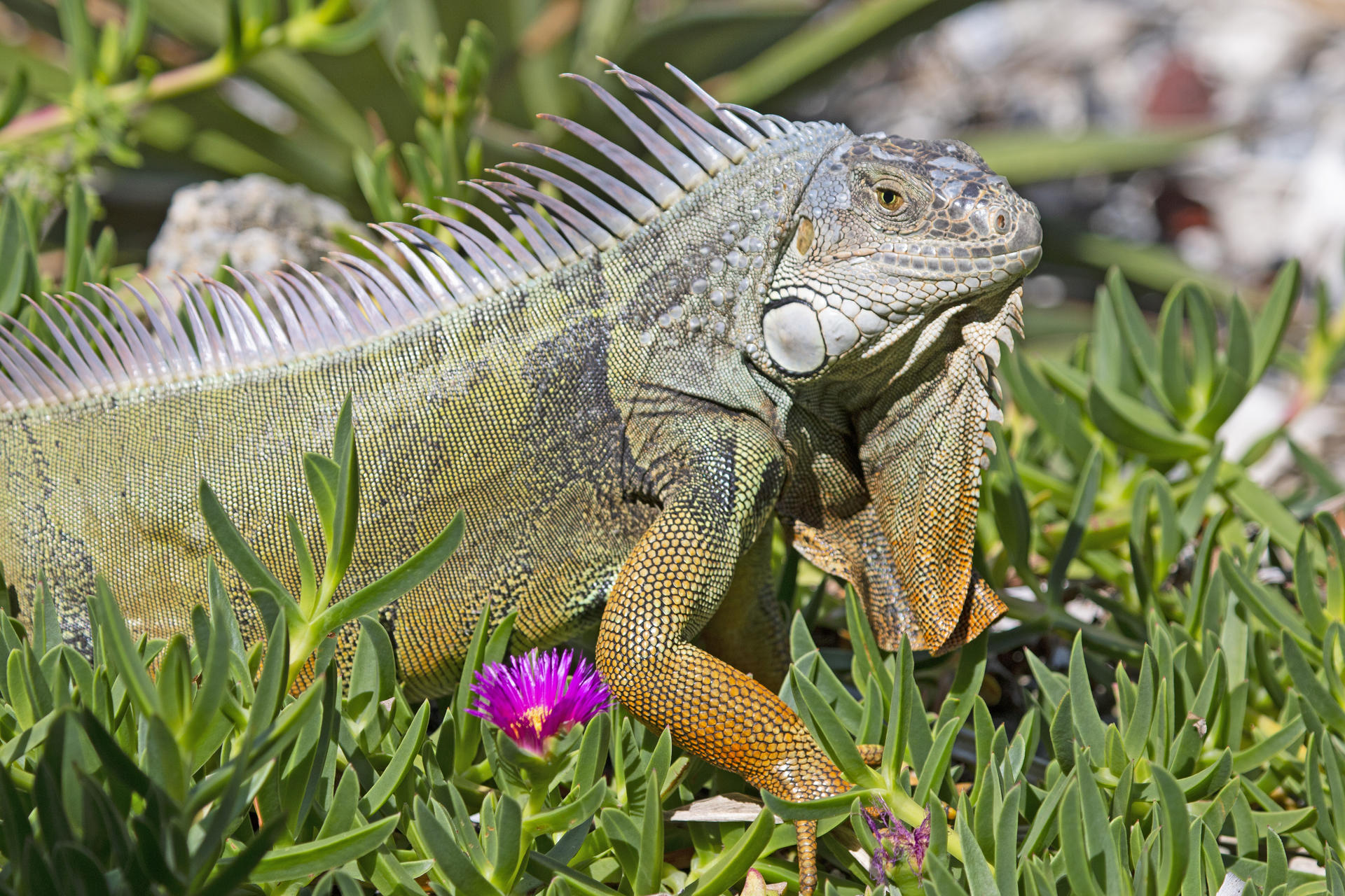 Florida sugiere a residentes «matar humanamente» a iguanas congeladas por el frío récord