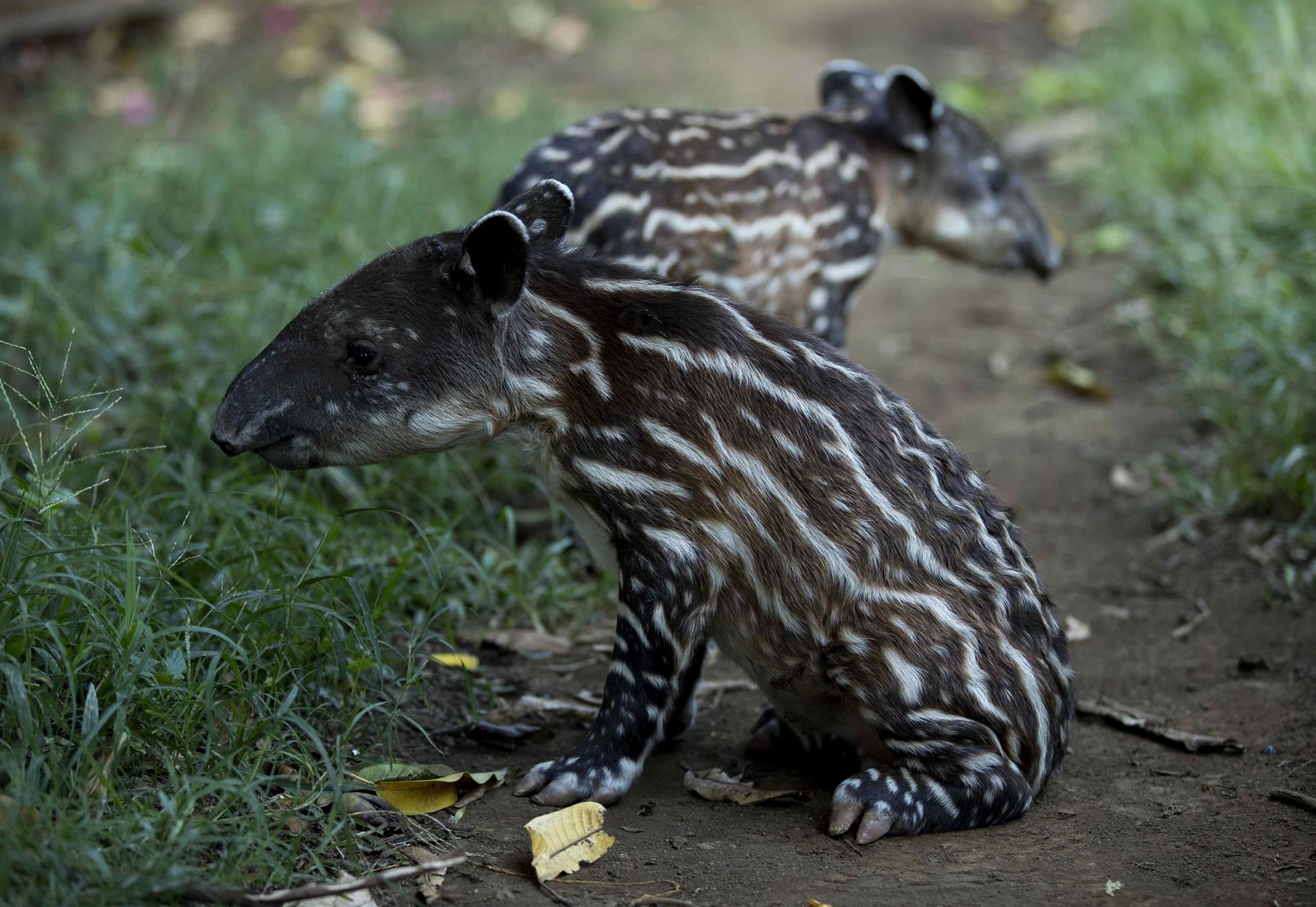 Nacen dos tapires, especie en peligro de extinción, en el Zoológico Nacional