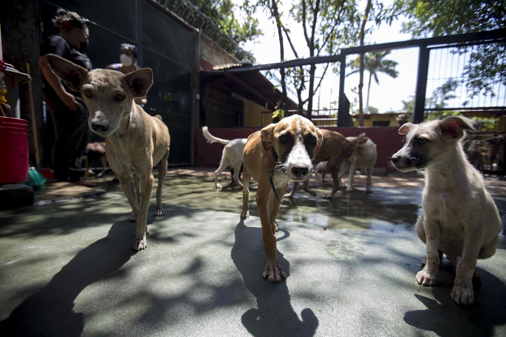Cientos de perros en riesgo de volver a las calles en Managua por orden del Minsa