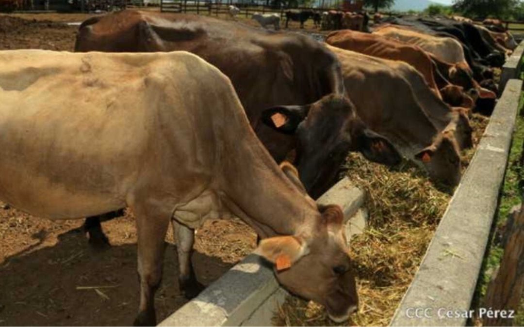 Campesinos de Nueva Guinea alertan aumento de casos de gusano barrenaďor