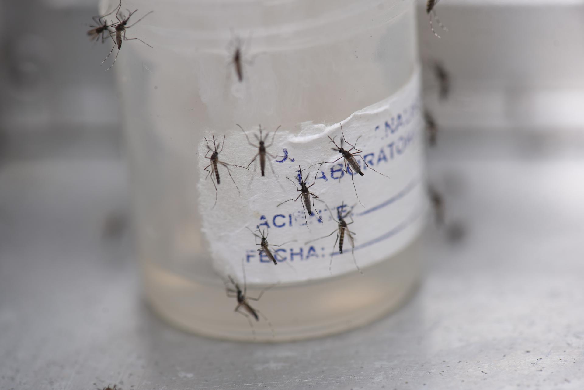 Con 8 millones de casos de dengue, la epidemia en las Américas no tiene precedentes