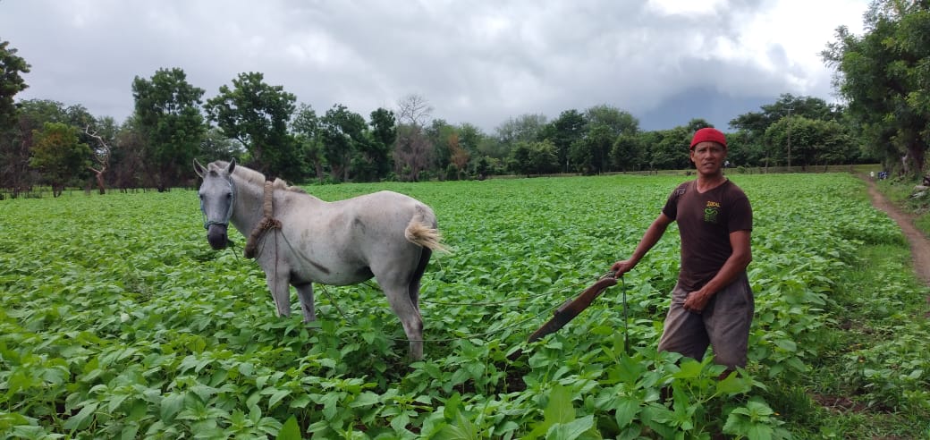 Alza en insumos agrícolas afecta a productores que se alistan para la siembra