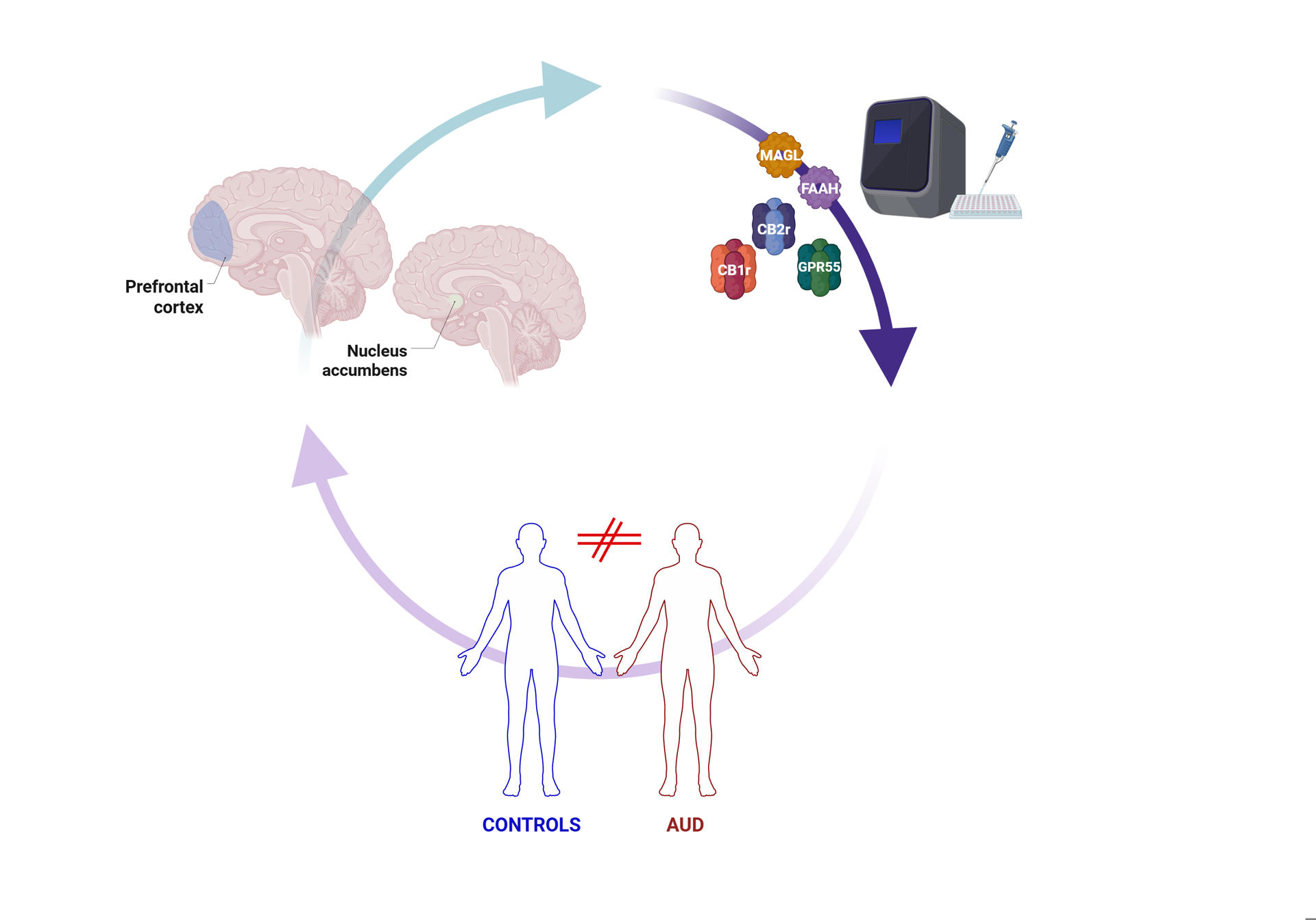 Científicos identifican alteraciones genéticas clave en el cerebro de personas alcohólicas