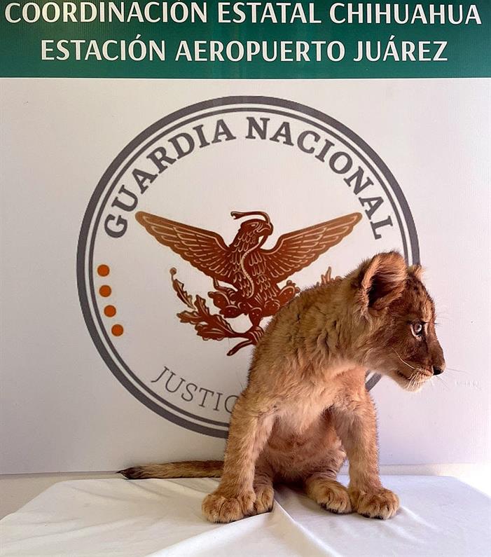 Agentes decomisan una cachorra de león africano en un aeropuerto de México