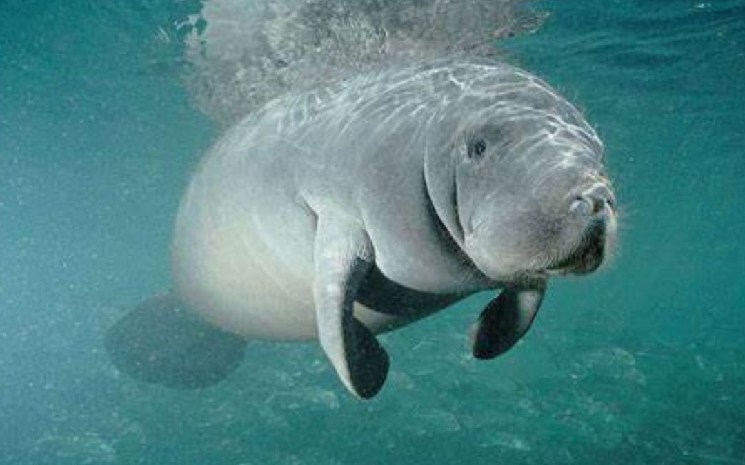 Indignación en Bilwi: Manatí en peligro de extinción es destazado vivo y vendida su carne