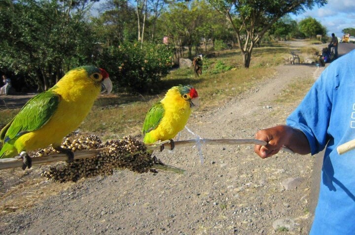 Denuncian tráfico de especies protegidas en Matagalpa