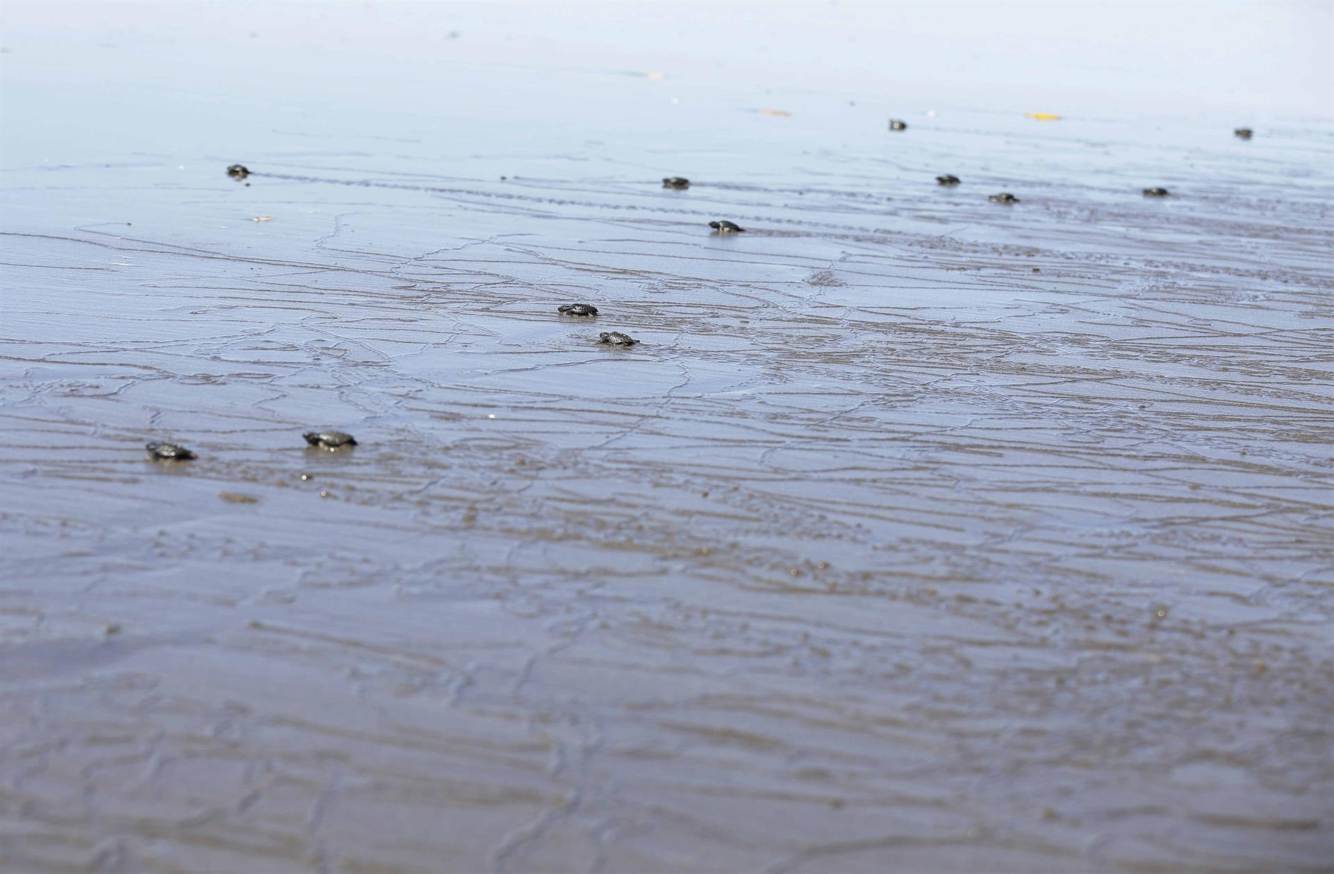 Las tortugas jóvenes en mar abierto, expuestas a la ingesta de plásticos