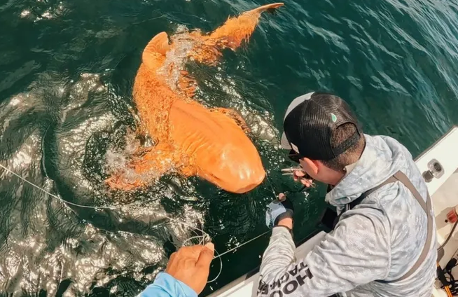 Aparece tiburón naranja en Costa Rica y sorprende a la comunidad científica