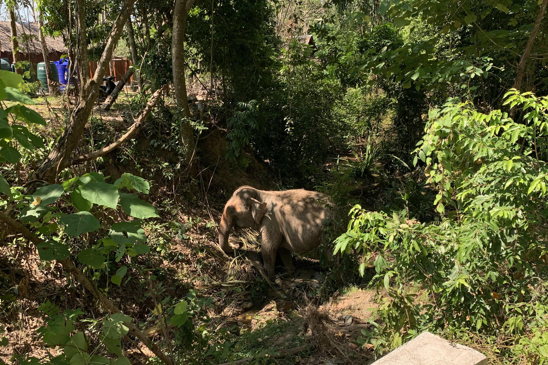 La Policía investiga la muerte de la turista española atacada por un elefante en Tailandia